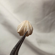 Charger l'image dans la galerie, Costirhynchia costigera
