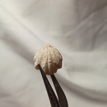 Charger l'image dans la galerie, Costirhynchia costigera
