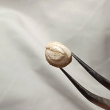 Charger l'image dans la galerie, Costirhynchia costigera
