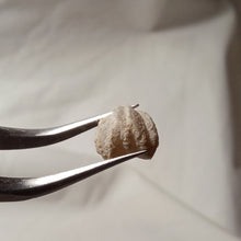 Charger l'image dans la galerie, Costirhynchia costigera
