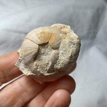 Load image into Gallery viewer, Heterodiadema ouremense
