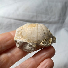 Load image into Gallery viewer, Heterodiadema ouremense
