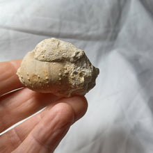 Load image into Gallery viewer, Heterodiadema ouremense
