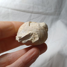 Load image into Gallery viewer, Heterodiadema ouremense
