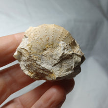 Load image into Gallery viewer, Heterodiadema ouremense
