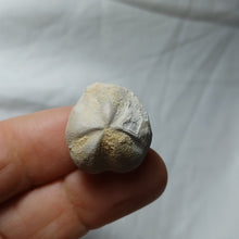 Load image into Gallery viewer, Mecaster cf. lusitanicus
