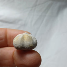 Load image into Gallery viewer, Mecaster cf. lusitanicus
