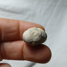 Load image into Gallery viewer, Mecaster cf. lusitanicus
