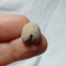 Load image into Gallery viewer, Taphropygus truncatus
