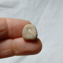 Load image into Gallery viewer, Taphropygus truncatus
