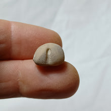 Load image into Gallery viewer, Taphropygus truncatus
