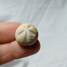 Load image into Gallery viewer, Periaster elatus
