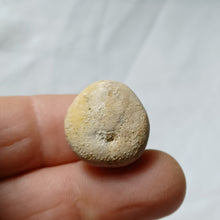 Load image into Gallery viewer, Periaster elatus
