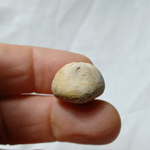 Load image into Gallery viewer, Periaster elatus
