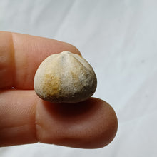 Load image into Gallery viewer, Periaster elatus
