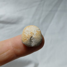 Load image into Gallery viewer, Baudhuinipygus brodei
