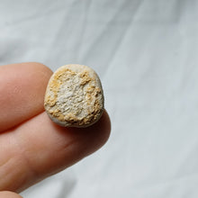 Load image into Gallery viewer, Baudhuinipygus brodei
