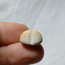 Load image into Gallery viewer, Baudhuinipygus brodei
