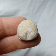 Load image into Gallery viewer, Baudhuinipygus brodei
