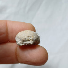 Load image into Gallery viewer, Baudhuinipygus brodei
