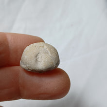 Load image into Gallery viewer, Baudhuinipygus brodei
