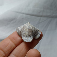 Load image into Gallery viewer, Cyclothyris vespertilio
