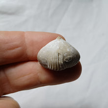 Load image into Gallery viewer, Cyclothyris baugasi
