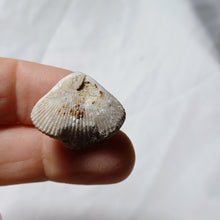 Load image into Gallery viewer, Cyclothyris baugasi
