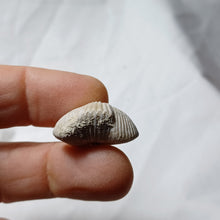 Load image into Gallery viewer, Cyclothyris baugasi
