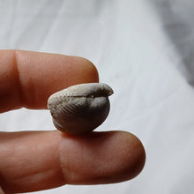 Load image into Gallery viewer, Cyclothyris baugasi
