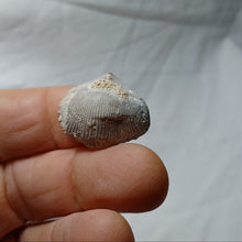 Load image into Gallery viewer, Cyclothyris baugasi
