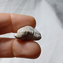 Load image into Gallery viewer, Cyclothyris baugasi
