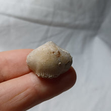 Load image into Gallery viewer, Cyclothyris baugasi
