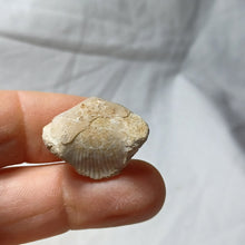 Load image into Gallery viewer, Cyclothyris baugasi
