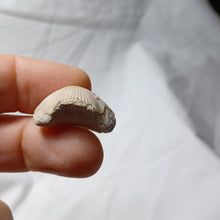 Load image into Gallery viewer, Cyclothyris baugasi
