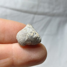 Load image into Gallery viewer, Cyclothyris grimargina
