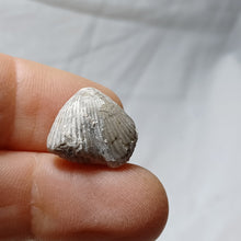 Load image into Gallery viewer, Cyclothyris grimargina
