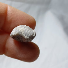 Load image into Gallery viewer, Cyclothyris grimargina
