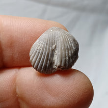 Load image into Gallery viewer, Cyclothyris grimargina
