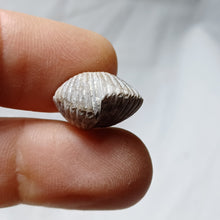 Load image into Gallery viewer, Cyclothyris grimargina
