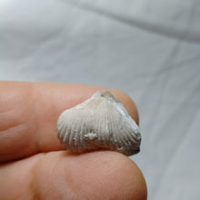 Load image into Gallery viewer, Cyclothyris grimargina
