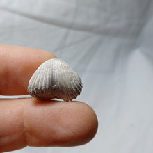 Load image into Gallery viewer, Cyclothyris grimargina
