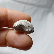 Load image into Gallery viewer, Cyclothyris grimargina
