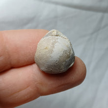 Load image into Gallery viewer, Conarothyris opima
