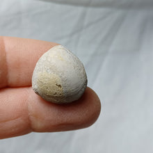 Load image into Gallery viewer, Conarothyris opima
