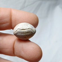 Load image into Gallery viewer, Conarothyris opima
