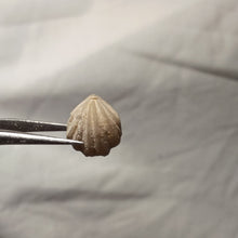 Load image into Gallery viewer, Costirhynchia costigera
