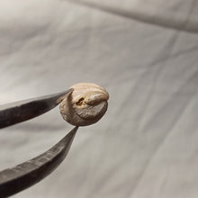 Load image into Gallery viewer, Costirhynchia costigera
