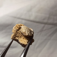 Load image into Gallery viewer, Ptyctorhynchia pentaptyca
