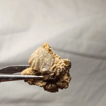 Load image into Gallery viewer, Ptyctorhynchia pentaptyca
